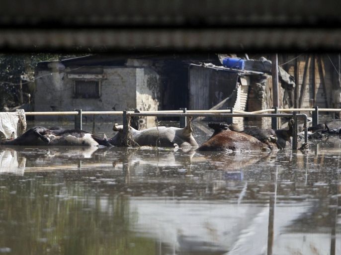 Dead cows are seen in a flooded area in Srinagar September 15, 2014. Indian emergency workers on Monday battled to prevent waterborne diseases like cholera from spreading as fetid water swilled around the Kashmir valley more than a week after the worst flooding in more than a century. REUTERS/Danish Ismail (INDIAN-ADMINISTERED KASHMIR - Tags: DISASTER ENVIRONMENT ANIMALS)