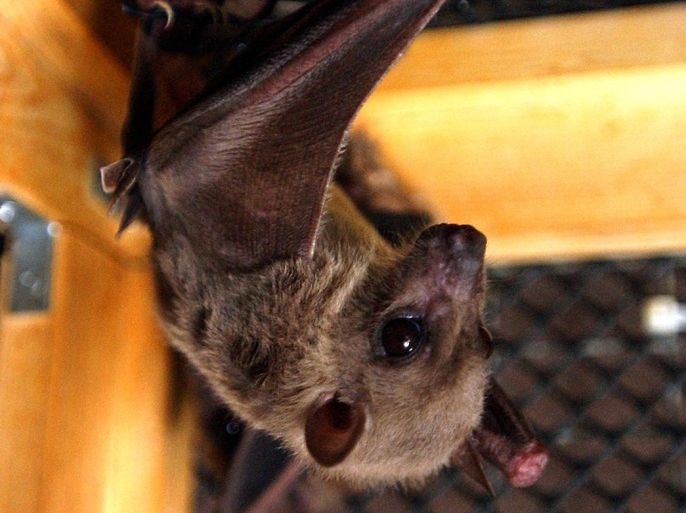 FILE - In this July 29, 2003 file photo, an Egyptian fruit bat hangs upside down in its cage at the home of Geraldine Griswold in Winsted, Conn. Scientists theorize Ebola comes from some kind of bat, mainly because of how similar it is to Marburg virus, which researchers isolated from Egyptian fruit bats in Central Africa. (AP Photo/Bob Child, File)
