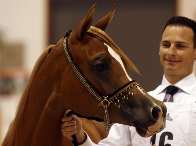A foreign trainer proudly looks at Arabian yearling filly Baila De Djon Os, owned by Sheikh Sultan Bin Mohammad al-Qassimi of the United Arab Emirates, after winning its class during the 9th Sharjah International Arabian Horse festival on March 13, 2008. More than 200 horses from famous and royal studs and stables from the UAE, Saudi Arabia, Qatar, Oman and Bahrain will vie for the top title of the championship in the three-day event.