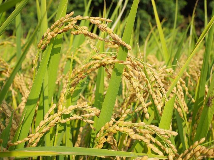 Close-Up Of Wheat Crop Growing On Field