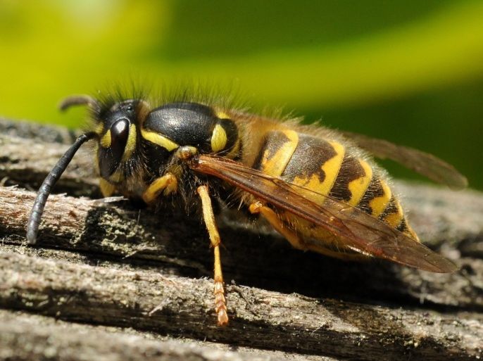 متى تُشكّل لدغات الحشرات حالات طوارئ؟