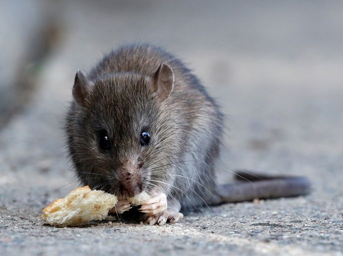 A rat eats pieces of bread thrown by tourists near the Pont-Neuf bridge over the river Seine in Paris, France, August 1, 2017. REUTERS/Christian Hartmann