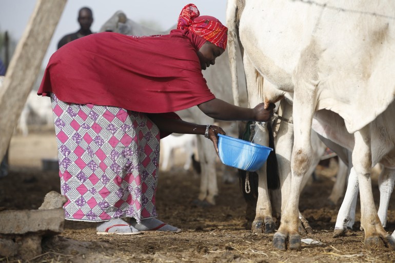A tribal Fulani woman milks a cow at a local milk collecting centre in Dangwala Karfi village on the outskirts of Nigeria's northern city of Kano