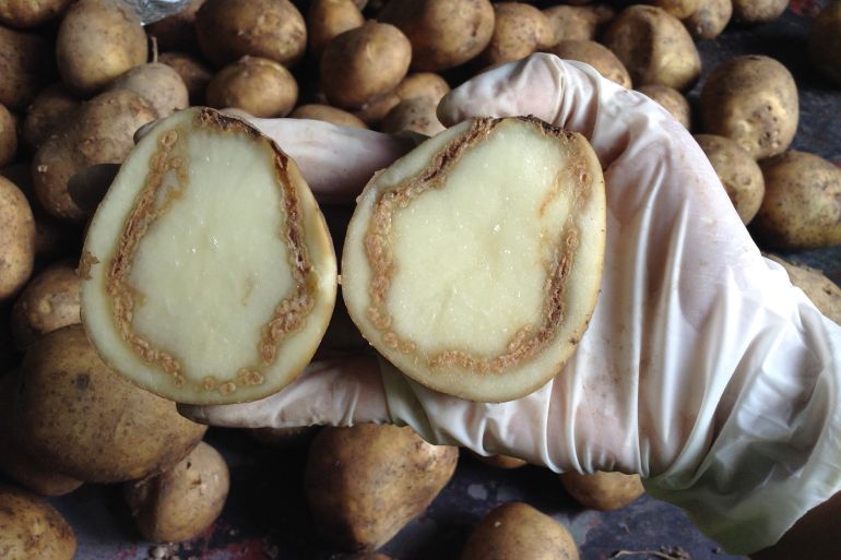Brown rot of potato. Disease caused by a soil-borne bacterium named Ralstonia solanacearum