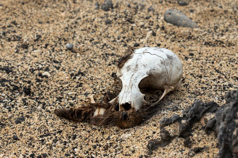 Close-up on the skull of a dead sea lion. The picture is taken on one of the Galápagos Islands.