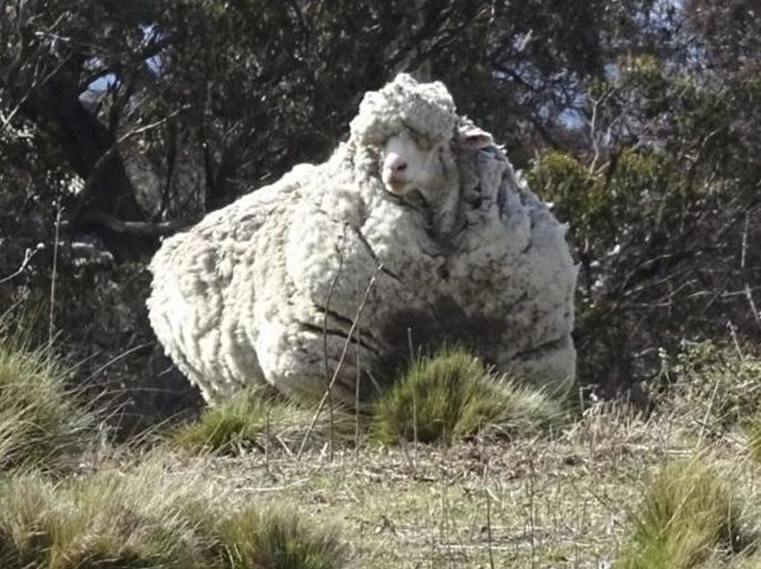 A handout picture made available by the Australian Royal Society for the Prevention of Cruelty to Animals (RSPCA) on 03 September 2015 shows sheep 'Chris' a very woolly Canberra sheep which went walkabout for years, before it was shorn in Canberra, Australia, 03 September 2015. Fleece from the sheep - whose life was potentially in danger because of the overgrowth - weighed in at more than 40kg. EPA/RSPCA