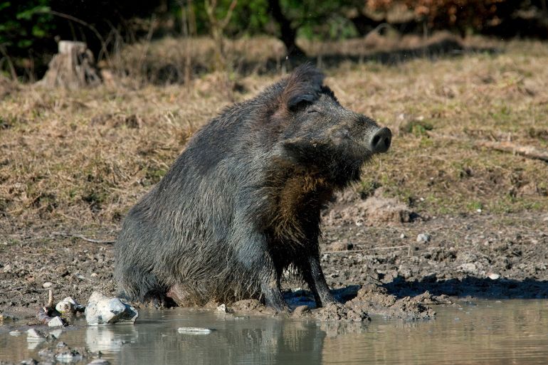 Wild boar (Sus scrofa) sitting in mud and shaking fur near pond, Germany. (Photo by: Arterra/Universal Images Group via Getty Images)