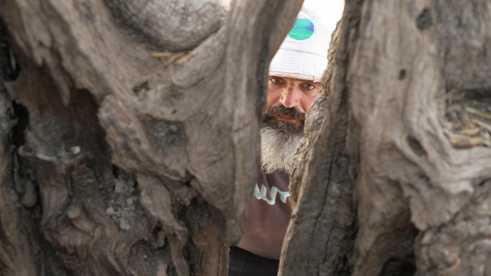 أقدم شجرة زيتون في فلسطين أنتجت في وقت سابق نحو نصف طن من الزيتون  (الصحافة البريطانية)