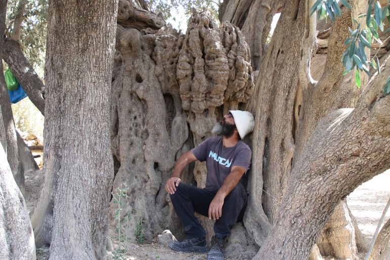 'The beauty and size of this tree are really special, it captivates the mind – it is the most beautiful tree in Palestine,' Abu Ali says (MEE/Abdulrahman Yunis)