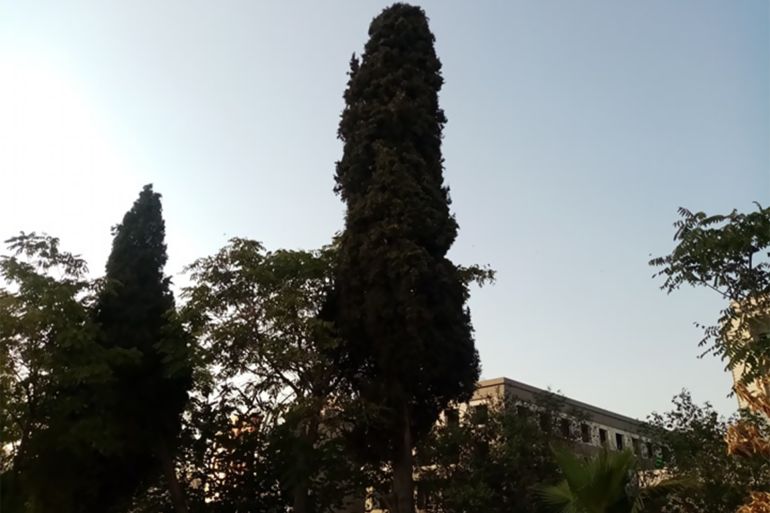 شجرة التسامح صنوبر وهي أطول وأكبر شجرة معمرة في حديقة نالي بوسط السليمانية