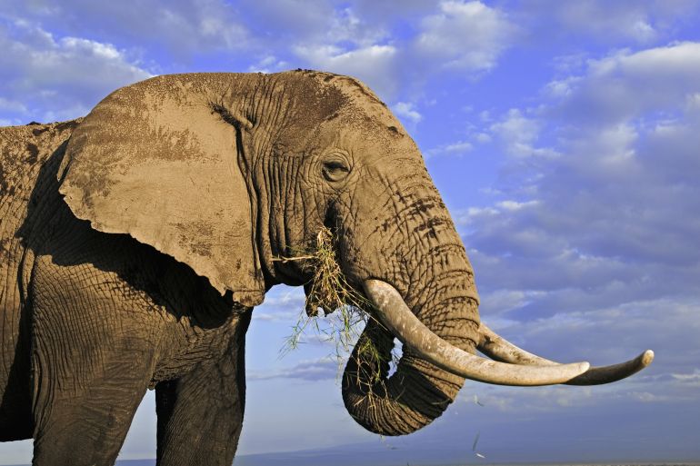African Elephant, Loxodonta africana. Bull elephant with large tusks. Amboseli National Park, Kenya. Dist. Sub-saharan Africa
