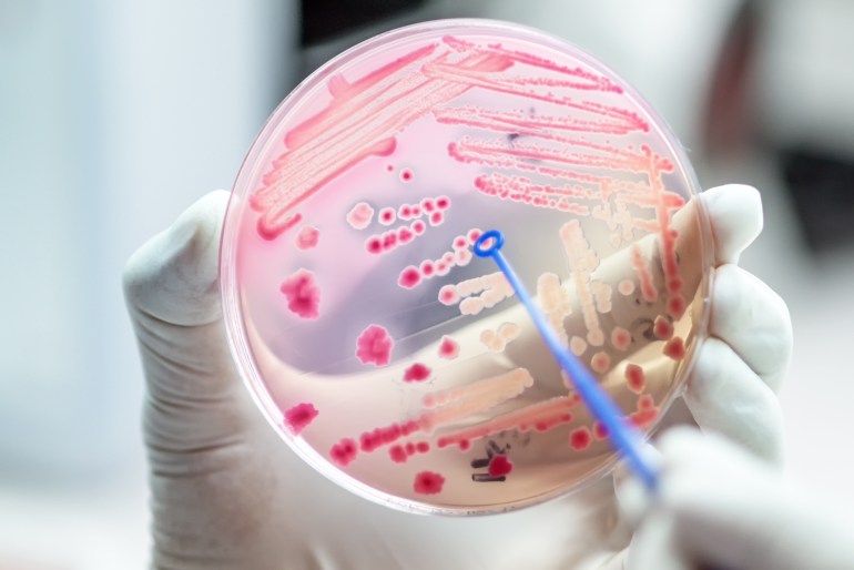 Le nouveau polymère cible la membrane bactérienne, entraînant sa mort sans induire de résistance future au médicament (Shutterstock)